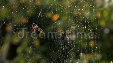 蜘蛛在它所有的<strong>荣耀</strong>。 织网。 在早晨的阳光下蜘蛛。
