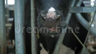 牛屋里的牛-猫-牛棚动物养殖。 牛在摊子里吃。 奶牛在农村。 很多奶牛