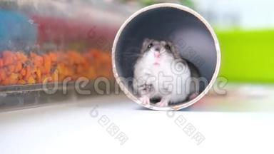 一只小的德仓鼠从管子里爬出来，就像从一个洞里爬出来，把鼻子靠近。 宠物和动物食品