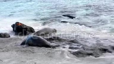 加拉帕戈斯海狮进入海洋