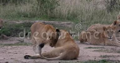 非洲狮子，美洲狮，母狮和幼狮，温柔，肯尼亚内罗毕公园，<strong>实时</strong>