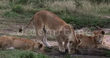 非洲狮子，潘特拉狮子，母亲和幼崽在水洞，肯尼亚内罗毕公园，<strong>实时</strong>