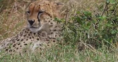 猎豹，美洲豹，成年人躺在草地上的肖像，肯尼亚马赛马拉公园，实时