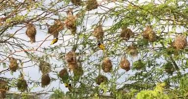肯尼亚巴林戈湖，肯尼亚北部蒙面织女，绦虫，雄虫，巢立，实时