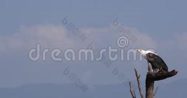 非洲鱼鹰，<strong>鸟鸣</strong>，成年树顶，呼唤，肯尼亚巴林戈湖，实时