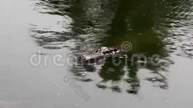 一条鳄鱼在<strong>水</strong>面上<strong>游泳</strong>，然后浸<strong>入水</strong>中。
