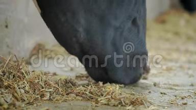 牛屋里的牛-猫-牛棚动物养殖。 牛在摊子里吃。 奶牛在农村。 很多奶牛