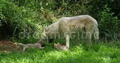 北极狼，犬狼疮苔原，母亲和幼崽站在近登入口，实时