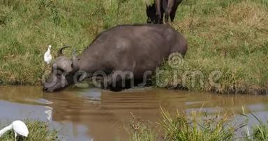 非洲水牛、切角、<strong>水洞</strong>成人饮水、白鹭、白嘴、肯尼亚内罗毕公园，实时