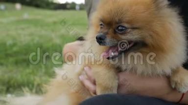 快乐的狗主人时间。 可爱的微笑波美拉尼亚斯皮茨享受宠物主人女人的手。 录像片段