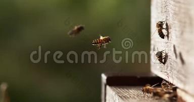 欧洲蜂蜜<strong>蜜蜂</strong>，<strong>蜜蜂</strong>，<strong>蜜蜂</strong>站在蜂巢入口，昆虫在飞行，返回靴子，<strong>蜜蜂</strong>在诺玛