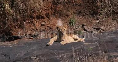 非洲狮子，潘特拉里奥，小<strong>熊站在</strong>岩石上，肯尼亚内罗毕公园，实时