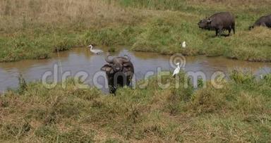 非洲野牛、角牛、水洞成虫、灰鹭和牛鹭，肯尼亚内罗毕公园，实时