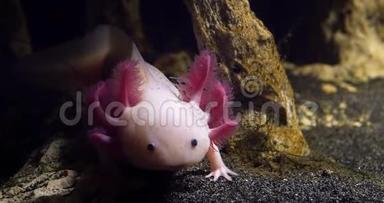 Axolotl，<strong>墨西哥</strong>Ambystoma，Yawning，实时