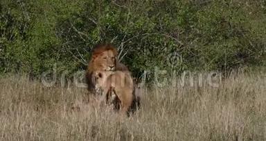 非洲狮子，美洲狮，配对，肯尼亚内罗毕公园，实时