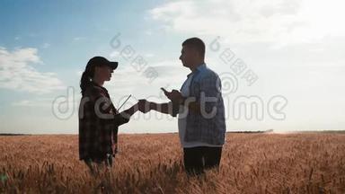 农民们在收割的时候与小麦作物握手. 团队农民站在一片麦田里，放着药片。 伙伴关系