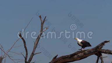 非洲鱼鹰、卤<strong>虫鸣</strong>禽，成人飞行，从树上起飞，翅膀拍打，肯尼亚巴林戈湖