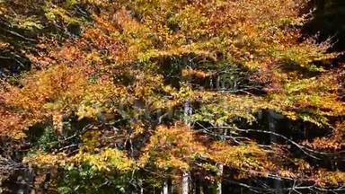 风吹在山毛榉的叶子上，现在秋天变黄了