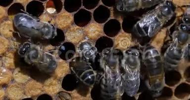 欧洲蜜蜂，蜜蜂，蜜蜂，野生雷，天然Brood，蜜蜂的出现，诺曼底，冷藏时间4K