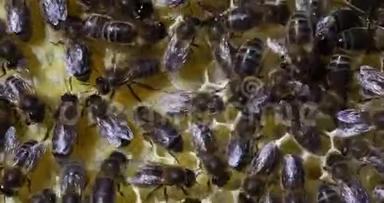 欧洲蜜蜂，蜜蜂，蜜蜂，蜜蜂在新蜡的框架上工作，在诺曼底的蜂箱，实时4K