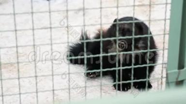 金刚狼坐在动物园的笼子里