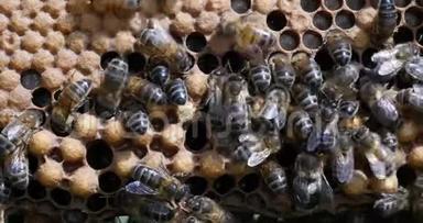 欧洲蜂蜜蜜蜂，蜜蜂，蜜蜂在雄鸡，蜜蜂在诺曼底，实时