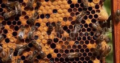 欧洲蜜蜂，蜜蜂蜜蜂，黑蜂在蜜蜂饲养，右边有两个蜂后细胞，诺曼底有蜜蜂，真人