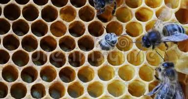 欧洲蜂<strong>蜜蜂</strong>，<strong>蜜蜂</strong>，<strong>蜜蜂</strong>从细胞中涌现，蜂活在诺曼底，实时