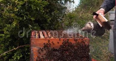 欧洲蜜蜂，蜜蜂，黑蜂，养蜂人和他的吸烟者，诺曼底的蜂房，实时