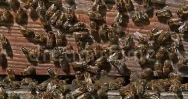 欧洲蜜蜂，蜜蜂，蜜蜂，黑蜂站在蜂巢入口，蜜蜂在诺曼底，真蒂