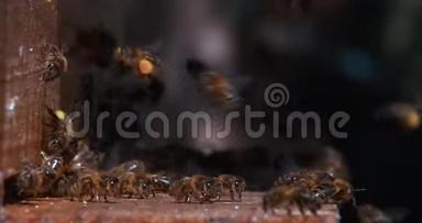 欧洲<strong>蜜蜂</strong>，<strong>蜜蜂</strong>，蜂房入口的黑蜂，带着花粉的球来的<strong>蜜蜂</strong>