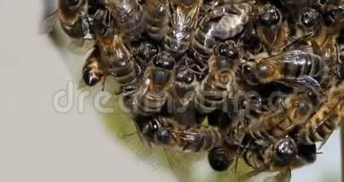 欧洲蜜蜂，蜜蜂蜂群，黑蜂群，蜂群，诺曼底蜂群，实时