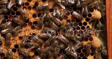 欧洲蜜蜂，蜜蜂，蜜蜂，黑蜂在育雏架上，两个蜂后在右边，蜜蜂在诺曼底，实时
