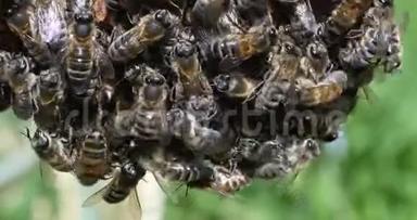 欧洲蜜蜜蜂，蜜蜂，<strong>蜂群</strong>，诺曼底<strong>蜂群</strong>，实时