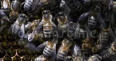 欧洲蜂蜜蜂，意大利蜜蜂，葡萄树上有鸡蛋的蜜蜂，诺曼底有蜜蜂，实时