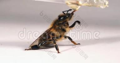 欧洲蜂蜜蜂，蜜蜂蜜蜂，黑蜂采摘蜂蜜白色背景，诺曼底，实时4K