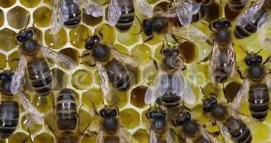 欧洲蜂蜜<strong>蜜蜂</strong>，<strong>蜜蜂蜜蜂</strong>，带花蜜和花粉的框架上的黑蜂，诺曼底<strong>蜜蜂</strong>，实时4K