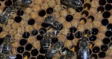 欧洲蜂蜜蜜蜂，蜜蜂蜜蜂，蜜蜂在布罗德框架上工作，蜜蜂在中间出现，蜜蜂在诺曼底生活，再来