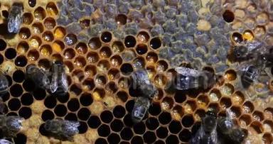 欧洲蜂蜜蜜蜂，蜜蜂，蜜蜂在一个框架上充满蜂蜜和花粉，蜜蜂在诺曼底，实时