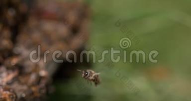 欧洲蜂蜜蜂，意大利蜜蜂，蜂巢入口的黑蜂，飞行中的蜜蜂，诺曼底的蜜蜂，慢动作