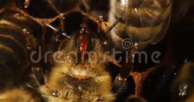 欧洲蜂蜜蜜蜂，蜜蜂，从下面看到的蜜蜂，头部特写，诺曼底蜜蜂，实时4K