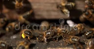 欧洲蜜蜂，蜜蜂，蜜蜂，黑蜂站在蜂箱入口处，蜜蜂在通风，蜜蜂在诺曼底蜂箱缓慢