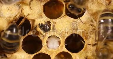 欧洲蜜蜂，蜜蜂蜜蜂，蜜蜂在出现前切割其，在诺曼底蜂巢，实时4K
