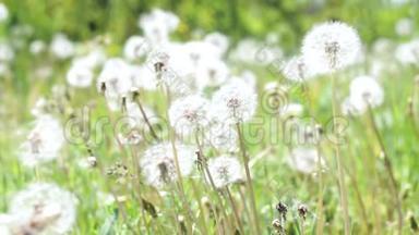 美丽的草地上有白色的蒲公英花和<strong>清新</strong>的春天绿草。 <strong>夏季</strong>概念