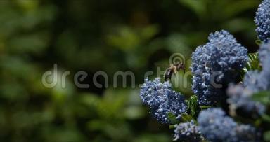 欧洲蜂蜜蜂，蜜蜂蜜蜂，蜜蜂觅食花，腿装花粉，昆虫飞行，授粉法，