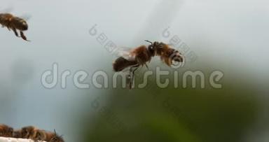欧洲蜂蜜蜂，蜜蜂蜜蜂，飞行中的雄蜂与花粉球碰撞，诺曼底的蜜蜂，慢动作