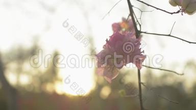 一朵朵盛开的纸花或一朵花在树枝上摇曳。 剩下的是热带粉红色的花。