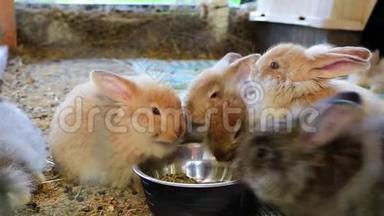 五只可爱的毛茸茸的兔子在县集市上用银碗吃东西