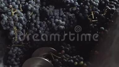 葡萄酒酿造，葡萄采摘季节酿酒厂的蓝葡萄研磨工艺