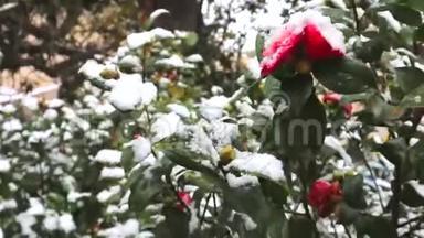 雪落在红茶花上.. 盛开的山茶花被雪覆盖着。